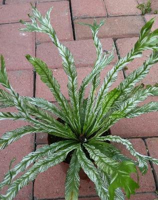 鸟巢蕨花语与传说（探寻鸟巢蕨背后的神秘）