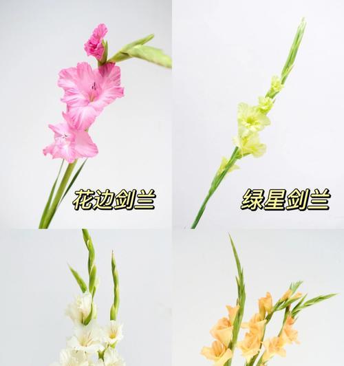 探寻剑兰的花语（花香盛放，意蕴无限，品读剑兰的花语之美）