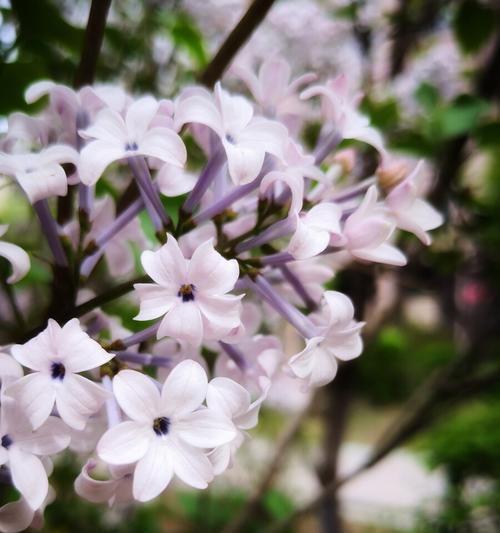 丁香花花语剖析（探寻丁香花的美丽与神秘）