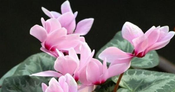 仙客来寓意与传说（探寻中华文化中的神奇仙客之源）