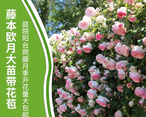 藤本四季开花月季（美丽绽放的四季花海）