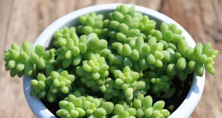 如何培养多肉植物的颜色？（通过正确的光照、水分和土壤来使多肉植物变得更加生动）