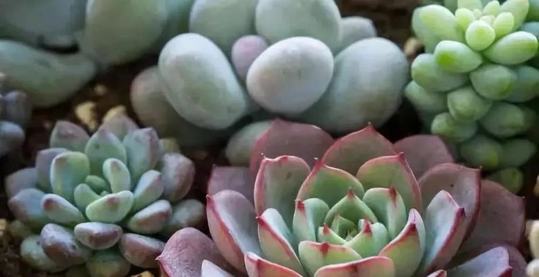 如何培养多肉植物的颜色？（通过正确的光照、水分和土壤来使多肉植物变得更加生动）