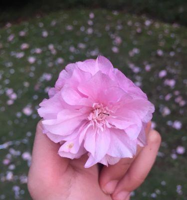 樱花三传说（探寻樱花的神话、传说与文化遗产）
