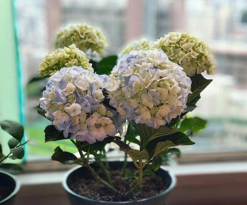 绣球花开花时间有多长？（探究绣球花的开花时间及其生长过程。）
