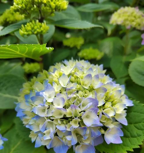 绣球花开花时间有多长？（探究绣球花的开花时间及其生长过程。）