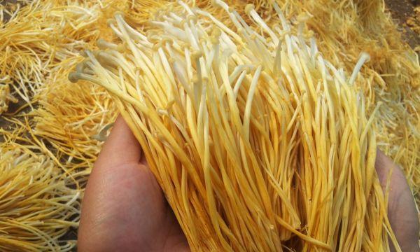 从零开始学金针菇种植（了解金针菇的生长特点与种植技巧，打造高产高效的种植基地）