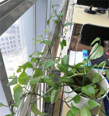 如何养绿萝更旺盛（打造繁茂的绿色家园）