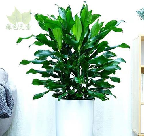 观叶植物名称大全（探索世界各地奇妙的观叶植物）