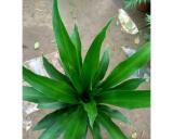 观叶植物名称大全（探索世界各地奇妙的观叶植物）