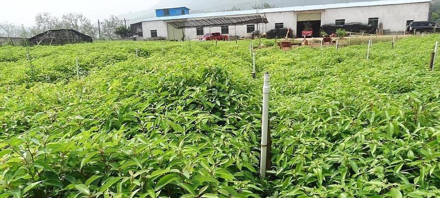 如何种植健康的桉树（掌握7个要点，打造绿色生态）