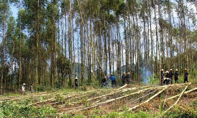 如何种植健康的桉树（掌握7个要点，打造绿色生态）