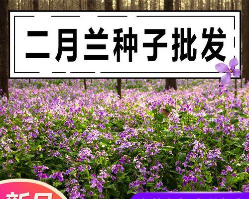 二月兰种植指南（从时间、方法、技巧全方位解析）