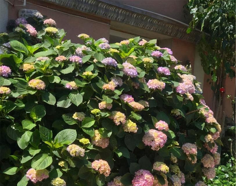 如何成功地种植绣球花？（绣球花的养殖方法，让你轻松打造美丽的花园）