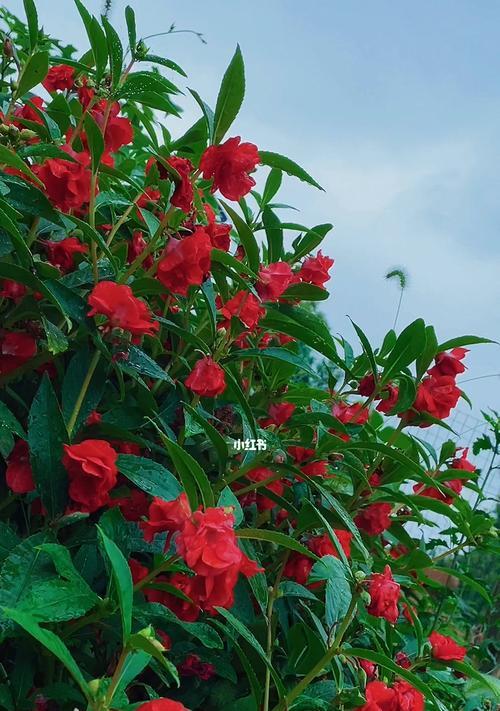 凤仙花盛开季节（万紫千红绽放于夏日）