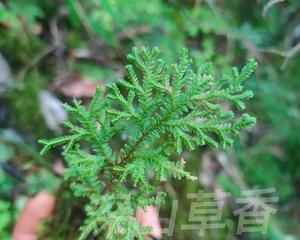 黄疸卷柏的养殖方法（从选种到管理，打造黄疸卷柏的精品园）