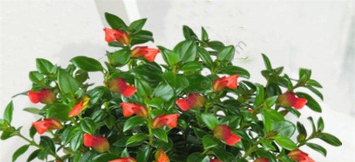 锦带花的养殖方法与注意事项（打造绚烂多彩的花海）