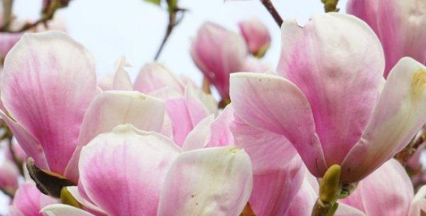 玉兰花之花蕊剖析（探秘玉兰花的细节之美）