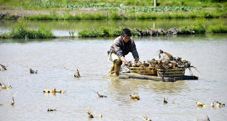 什么时候种莲藕最好？（掌握莲藕种植的最佳时间）