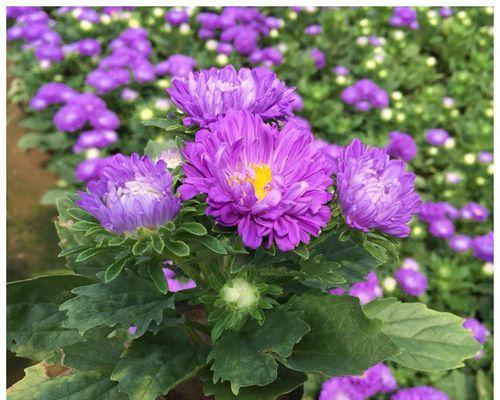 翠菊——价值不止于观赏（揭秘翠菊的生态、医学、文化价值）