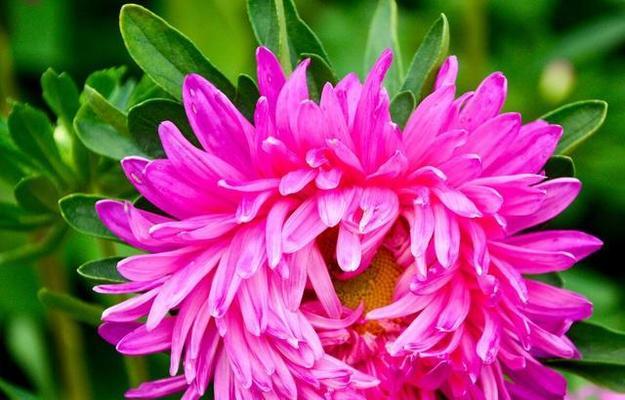 翠菊——价值不止于观赏（揭秘翠菊的生态、医学、文化价值）
