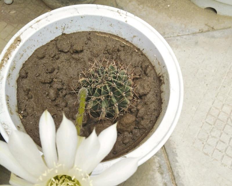 仙人球开花后的处理方法（教你正确处理仙人球的开花问题）