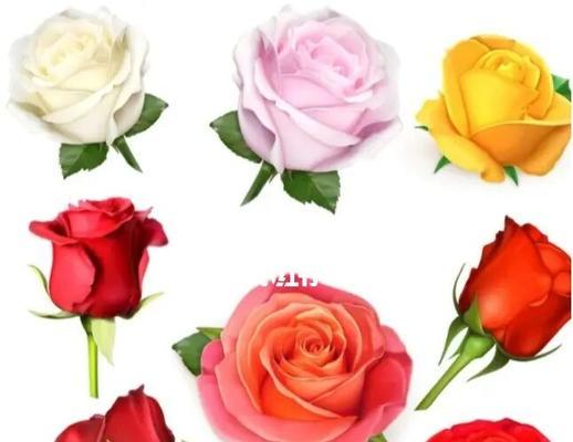 玫瑰花语大揭秘——不同颜色玫瑰的代表寓意（用花言著心意，了解玫瑰的秘密语言）