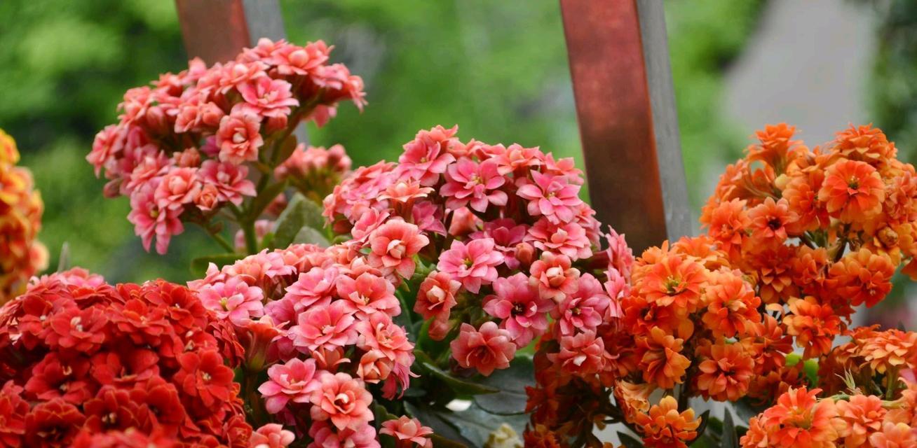 如何正确养护长寿花？（夏季养护技巧分享）