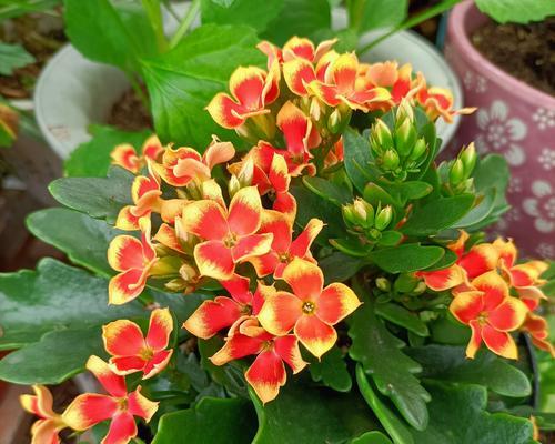 如何正确养护长寿花？（夏季养护技巧分享）