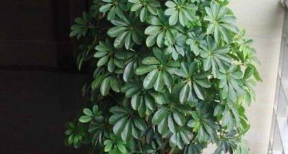 三种最旺家的绿植（了解这三种绿植，打造最佳家居氛围）