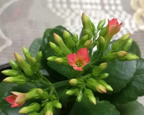 长寿花叶片边缘焦枯的原因与处理方法（探究长寿花叶片边缘焦枯的成因及有效的处理方式）