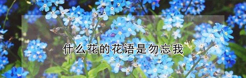 花中最唯美的语言（用花语传递情感，这些花最动人心弦）