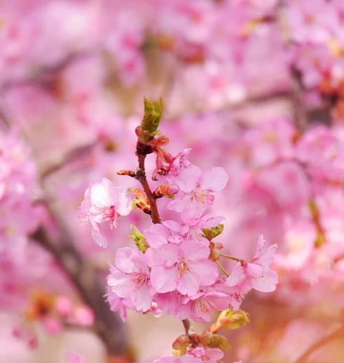 日本樱花的花语（传承千年的花之意义）