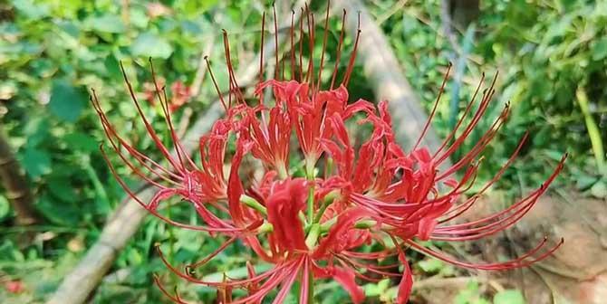 白色彼岸花花语（揭秘白色彼岸花的神秘涵义）