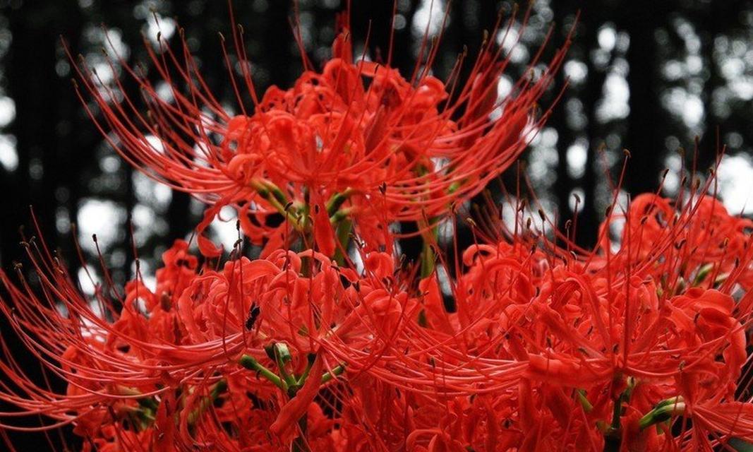 白色彼岸花花语（揭秘白色彼岸花的神秘涵义）