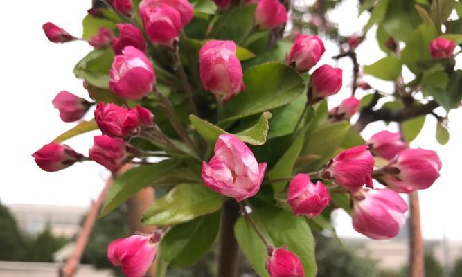海棠花的花语和意义（探寻海棠花背后的文化内涵）