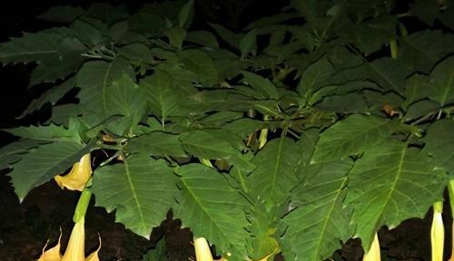 曼陀罗花花语与代表意义（探秘曼陀罗花的象征之意与历史传承）