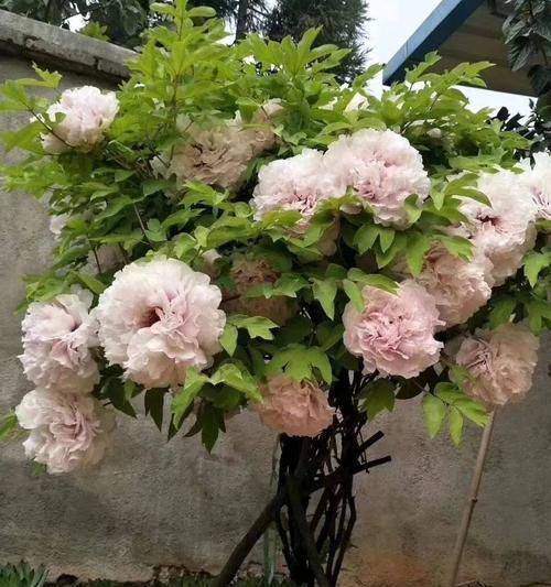 牡丹花的象征意义（探究牡丹花在文化和艺术中的价值）