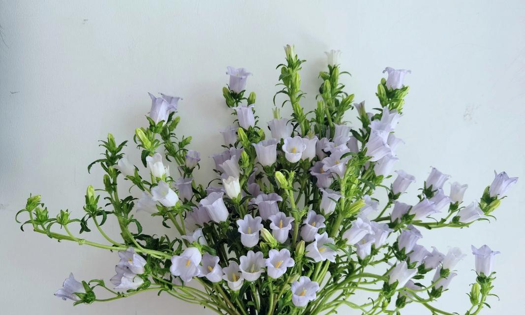 花开如梦，铃声阵阵——风铃花的花语含义及其传说