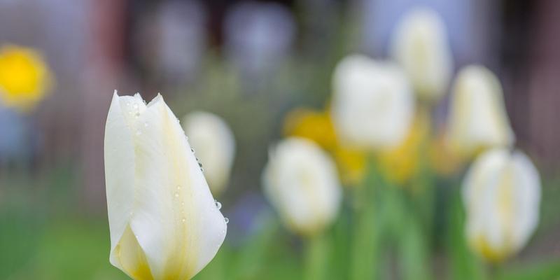 郁金香花语（探寻郁金香花语的象征意义）