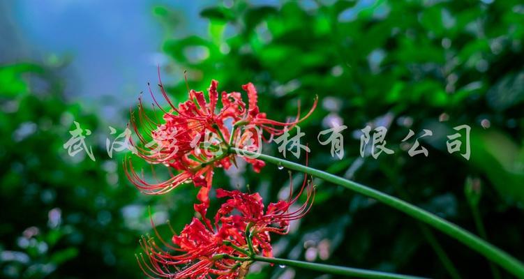 曼珠沙华花语的意义（揭示花海里的深情与美好）