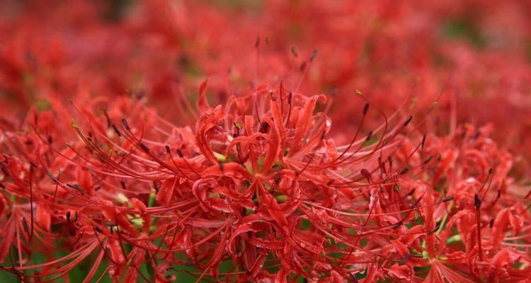 曼珠沙华花语的意义（揭示花海里的深情与美好）