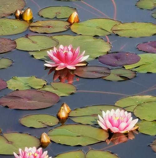 睡莲的花语与寓意（探寻水中的仙境，睡莲开出的人生智慧）