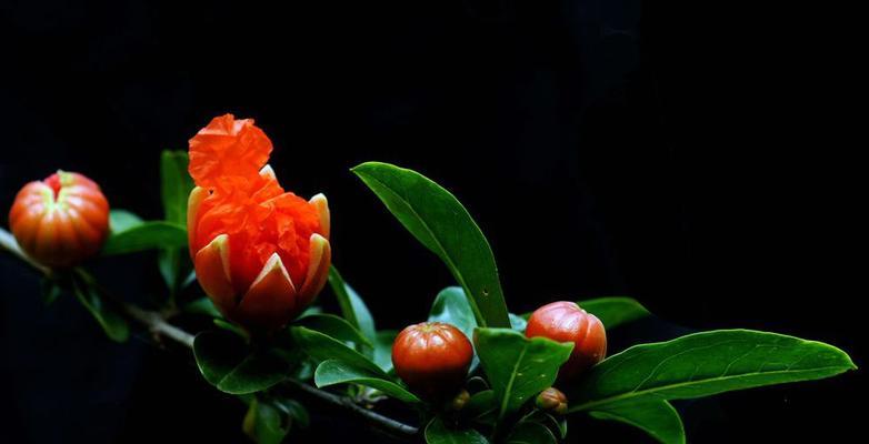 石榴花的含义和象征——解读石榴花花语（从古至今，石榴花一直是人们心中的守护者，寓意深远）