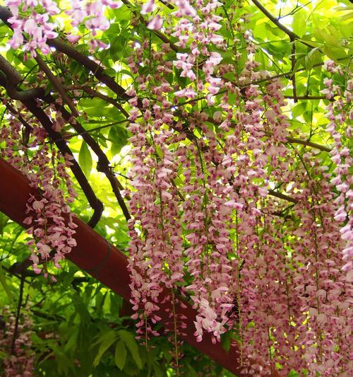 紫藤萝花语的含义与传说（探索紫藤萝的浪漫与神秘）