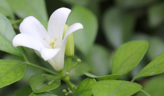 揭开九里香花语的神秘面纱（探寻九里香花语的含义，了解它背后的故事）