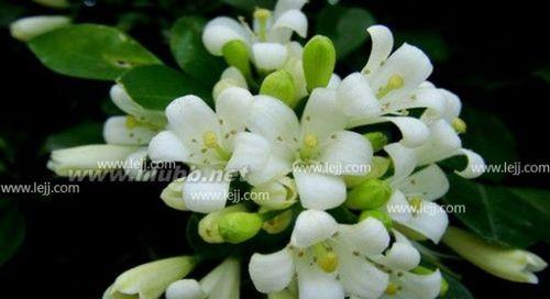 揭开九里香花语的神秘面纱（探寻九里香花语的含义，了解它背后的故事）