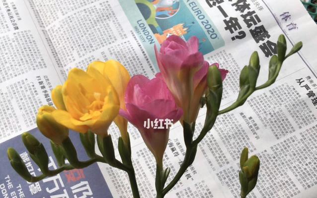 香雪兰的花语与传说(雪中之香,传承千年)