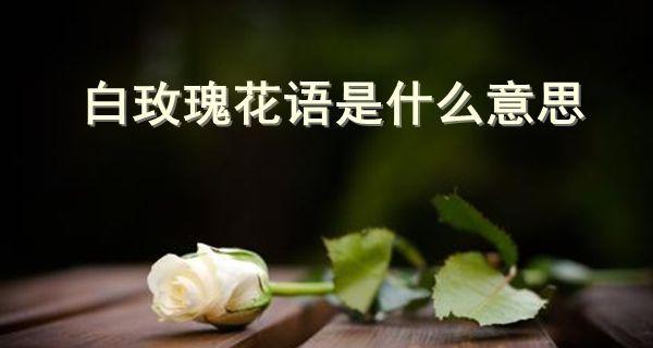花语浪漫之玫瑰（探寻玫瑰花的花语，了解不同颜色花的含义）