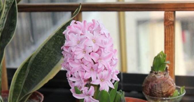 粉色风信子的花语（诠释鲜花背后的意义）